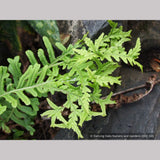 Ferns ~ Polypodium vulgare 'Bifidomultifidum', Licorice Fern ~ Dancing Oaks Nursery and Gardens ~ Retail Nursery ~ Mail Order Nursery