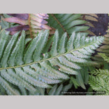 Ferns ~ Polystichum munitum, Western Sword Fern ~ Dancing Oaks Nursery and Gardens ~ Retail Nursery ~ Mail Order Nursery