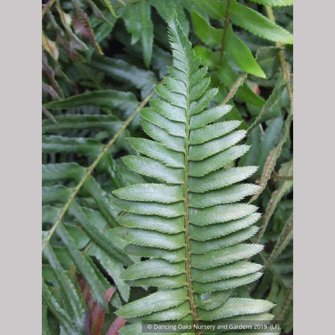 Ferns ~ Polystichum munitum, Western Sword Fern ~ Dancing Oaks Nursery and Gardens ~ Retail Nursery ~ Mail Order Nursery