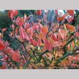 Shrubs ~ Poncirus trifoliata 'Flying Dragon', Trifoliate Orange ~ Dancing Oaks Nursery and Gardens ~ Retail Nursery ~ Mail Order Nursery