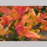 Shrubs ~ Poncirus trifoliata 'Flying Dragon', Trifoliate Orange ~ Dancing Oaks Nursery and Gardens ~ Retail Nursery ~ Mail Order Nursery