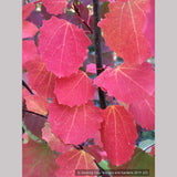 Trees ~ Populus tremula 'Erecta', Upright Swedish Aspen ~ Dancing Oaks Nursery and Gardens ~ Retail Nursery ~ Mail Order Nursery