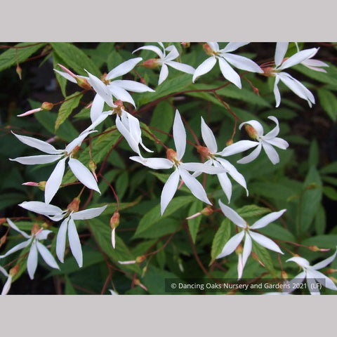 Perennials ~ Porteranthus trifoliatus (syn. Gillenia trifoliata), Bowman's Root ~ Dancing Oaks Nursery and Gardens ~ Retail Nursery ~ Mail Order Nursery