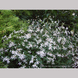 Perennials ~ Porteranthus trifoliatus (syn. Gillenia trifoliata), Bowman's Root ~ Dancing Oaks Nursery and Gardens ~ Retail Nursery ~ Mail Order Nursery