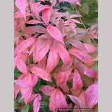 Perennials ~ Porteranthus trifoliatus (syn. Gillenia trifoliata), Bowman's Root ~ Dancing Oaks Nursery and Gardens ~ Retail Nursery ~ Mail Order Nursery