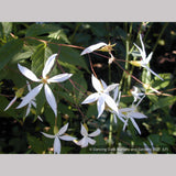 Perennials ~ Porteranthus trifoliatus (syn. Gillenia trifoliata), Bowman's Root ~ Dancing Oaks Nursery and Gardens ~ Retail Nursery ~ Mail Order Nursery