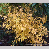 Perennials ~ Porteranthus trifoliatus (syn. Gillenia trifoliata), Bowman's Root ~ Dancing Oaks Nursery and Gardens ~ Retail Nursery ~ Mail Order Nursery