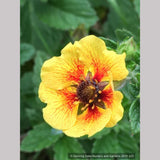 Perennials ~ Potentilla 'Esta Ann', Cinquefoil ~ Dancing Oaks Nursery and Gardens ~ Retail Nursery ~ Mail Order Nursery