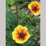 Perennials ~ Potentilla 'Esta Ann', Cinquefoil ~ Dancing Oaks Nursery and Gardens ~ Retail Nursery ~ Mail Order Nursery