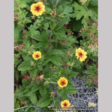 Perennials ~ Potentilla 'Esta Ann', Cinquefoil ~ Dancing Oaks Nursery and Gardens ~ Retail Nursery ~ Mail Order Nursery