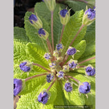 Primula x acaulis 'Blueberry Swirl', Primrose