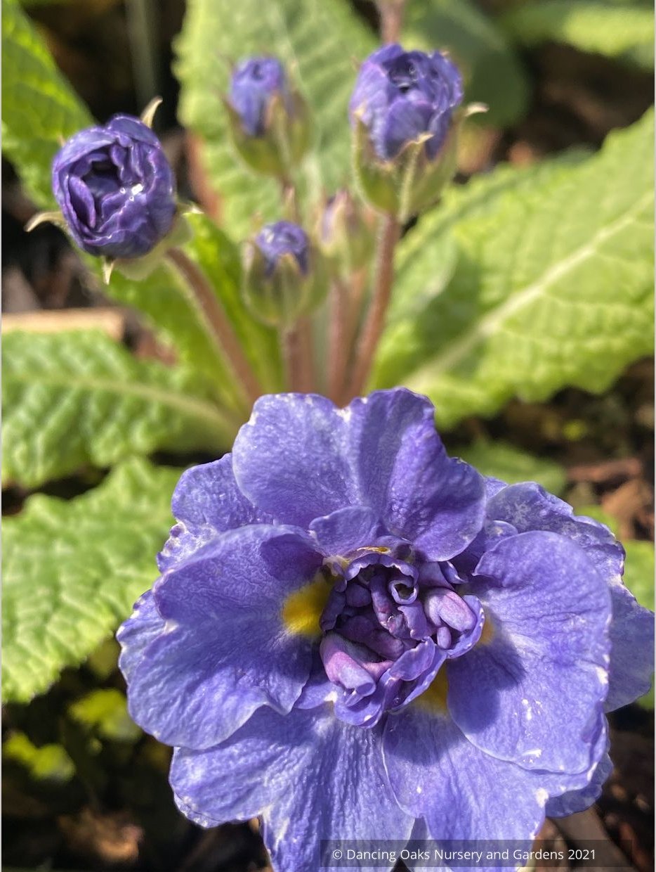 Primula x acaulis 'Blueberry Swirl', Primrose