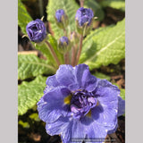 Primula x acaulis 'Blueberry Swirl', Primrose