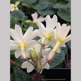 Primula 'Dorothy', Polyantha Primrose