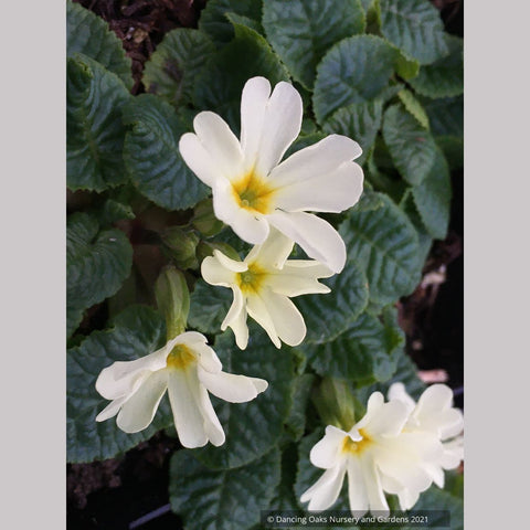 Primula 'Dorothy', Polyantha Primrose