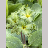 Perennials ~ Primula polyanthus 'Francisca', Primrose ~ Dancing Oaks Nursery and Gardens ~ Retail Nursery ~ Mail Order Nursery