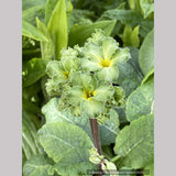 Perennials ~ Primula polyanthus 'Francisca', Primrose ~ Dancing Oaks Nursery and Gardens ~ Retail Nursery ~ Mail Order Nursery