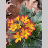 Perennials ~ Primula 'Oak Leaf Yellow Picotee', Primrose ~ Dancing Oaks Nursery and Gardens ~ Retail Nursery ~ Mail Order Nursery