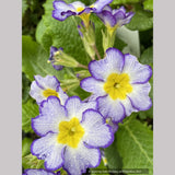 Primula polyanthus 'Paris '90', Primrose