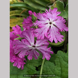 Perennials ~ Primula sieboldii 'Junko', Japanese Primrose ~ Dancing Oaks Nursery and Gardens ~ Retail Nursery ~ Mail Order Nursery