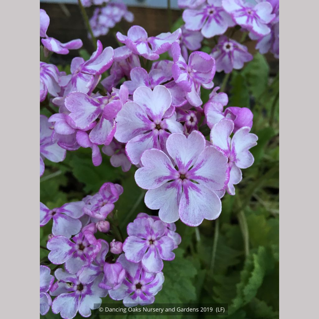 Primula sieboldii 'Peach Blossom', Japanese Primrose – Dancing