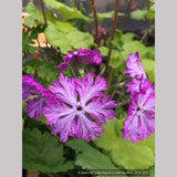 Perennials ~ Primula sieboldii 'Junko', Japanese Primrose ~ Dancing Oaks Nursery and Gardens ~ Retail Nursery ~ Mail Order Nursery