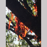 Trees ~ Prunus serrula, Birch Bark Cherry ~ Dancing Oaks Nursery and Gardens ~ Retail Nursery ~ Mail Order Nursery