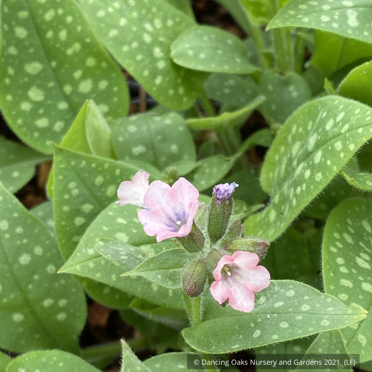 Pulmonaria saccharata 'Dora Bielefeld', Lungwort