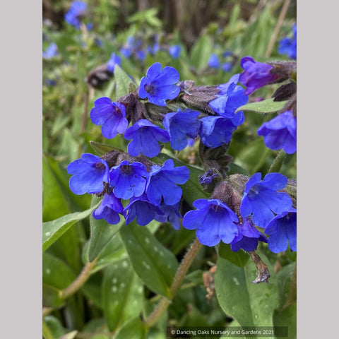 Pulmonaria 'Benediction', Lungwort