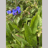 Pulmonaria 'Benediction', Lungwort