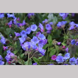 Perennials ~ Pulmonaria 'Blue Ensign', Lungwort ~ Dancing Oaks Nursery and Gardens ~ Retail Nursery ~ Mail Order Nursery