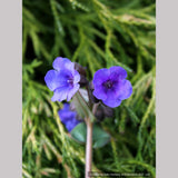 Perennials ~ Pulmonaria 'Blue Ensign', Lungwort ~ Dancing Oaks Nursery and Gardens ~ Retail Nursery ~ Mail Order Nursery