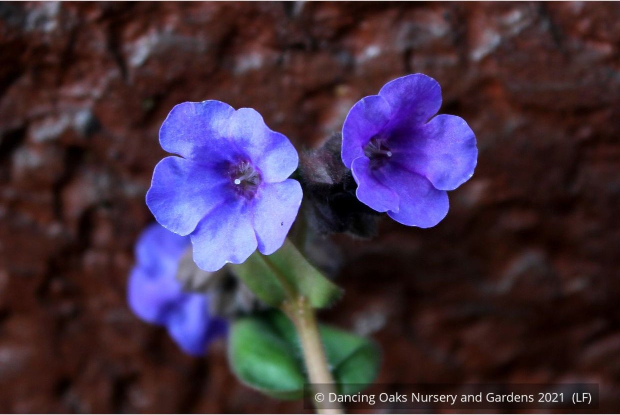 Perennials ~ Pulmonaria 'Blue Ensign', Lungwort ~ Dancing Oaks Nursery and Gardens ~ Retail Nursery ~ Mail Order Nursery