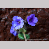 Perennials ~ Pulmonaria 'Blue Ensign', Lungwort ~ Dancing Oaks Nursery and Gardens ~ Retail Nursery ~ Mail Order Nursery