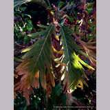 Trees ~ Quercus dentata 'Pinnatifida', Cutleaf Emperor Oak ~ Dancing Oaks Nursery and Gardens ~ Retail Nursery ~ Mail Order Nursery