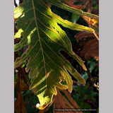 Trees ~ Quercus dentata 'Pinnatifida', Cutleaf Emperor Oak ~ Dancing Oaks Nursery and Gardens ~ Retail Nursery ~ Mail Order Nursery