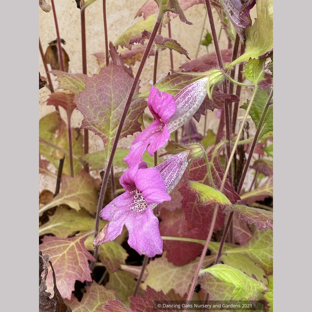 Rehmannia elata, Chinese Foxglove – Dancing Oaks Nursery and Gardens