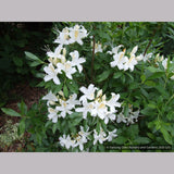 Shrubs ~ Rhododendron occidentale, Native Azalea ~ Dancing Oaks Nursery and Gardens ~ Retail Nursery ~ Mail Order Nursery