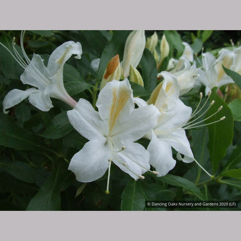 Shrubs ~ Rhododendron occidentale, Native Azalea ~ Dancing Oaks Nursery and Gardens ~ Retail Nursery ~ Mail Order Nursery