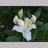 Shrubs ~ Rhododendron occidentale, Native Azalea ~ Dancing Oaks Nursery and Gardens ~ Retail Nursery ~ Mail Order Nursery