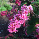 Ribes sanguineum 'Flore Pleno', Double Pink Flowering Currant, no shipping DE, MA, ME, MI, NC, NH, NJ, OH, RI, VA, WV