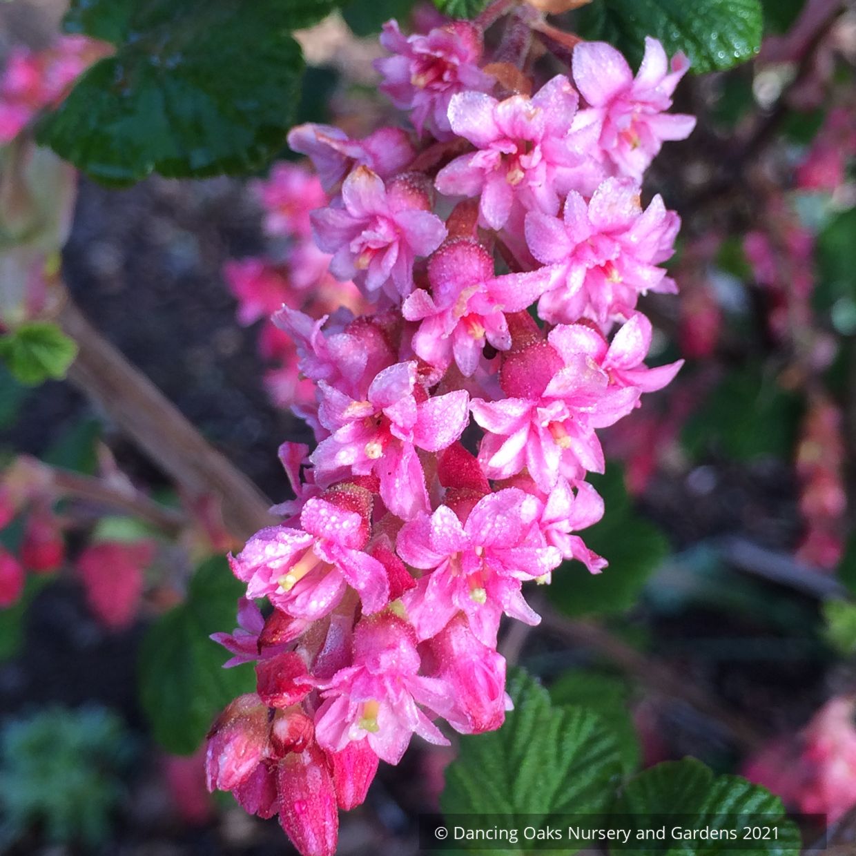 Ribes sanguineum 'Flore Pleno', Double Pink Flowering Currant, no shipping DE, MA, ME, MI, NC, NH, NJ, OH, RI, VA, WV