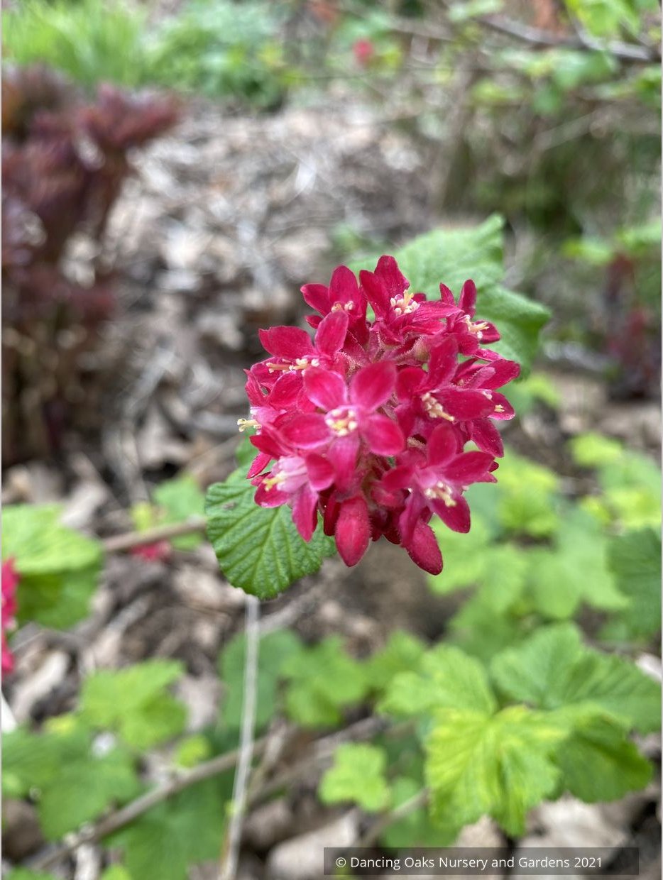 Ribes sanguineum 'Moondust', Variegated Flowering Currant, No shipping to DE, MA, ME, MI, NC, NH, NJ, OH, RI, VA, WV