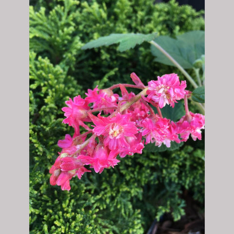 Shrubs ~ Ribes sanguineum 'Flore Pleno', Double Pink Flowering Currant ~ Dancing Oaks Nursery and Gardens ~ Retail Nursery ~ Mail Order Nursery