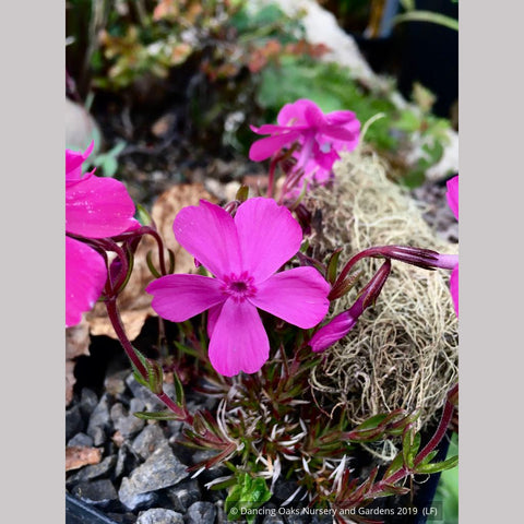 Perennials ~ Phlox 'Rice Creek', Moss Phlox ~ Dancing Oaks Nursery and Gardens ~ Retail Nursery ~ Mail Order Nursery
