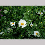Perennials ~ Romneya coulteri, Matilija Poppy ~ Dancing Oaks Nursery and Gardens ~ Retail Nursery ~ Mail Order Nursery