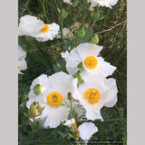 Perennials ~ Romneya coulteri, Matilija Poppy ~ Dancing Oaks Nursery and Gardens ~ Retail Nursery ~ Mail Order Nursery