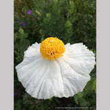 Perennials ~ Romneya coulteri, Matilija Poppy ~ Dancing Oaks Nursery and Gardens ~ Retail Nursery ~ Mail Order Nursery