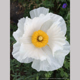Perennials ~ Romneya coulteri, Matilija Poppy ~ Dancing Oaks Nursery and Gardens ~ Retail Nursery ~ Mail Order Nursery