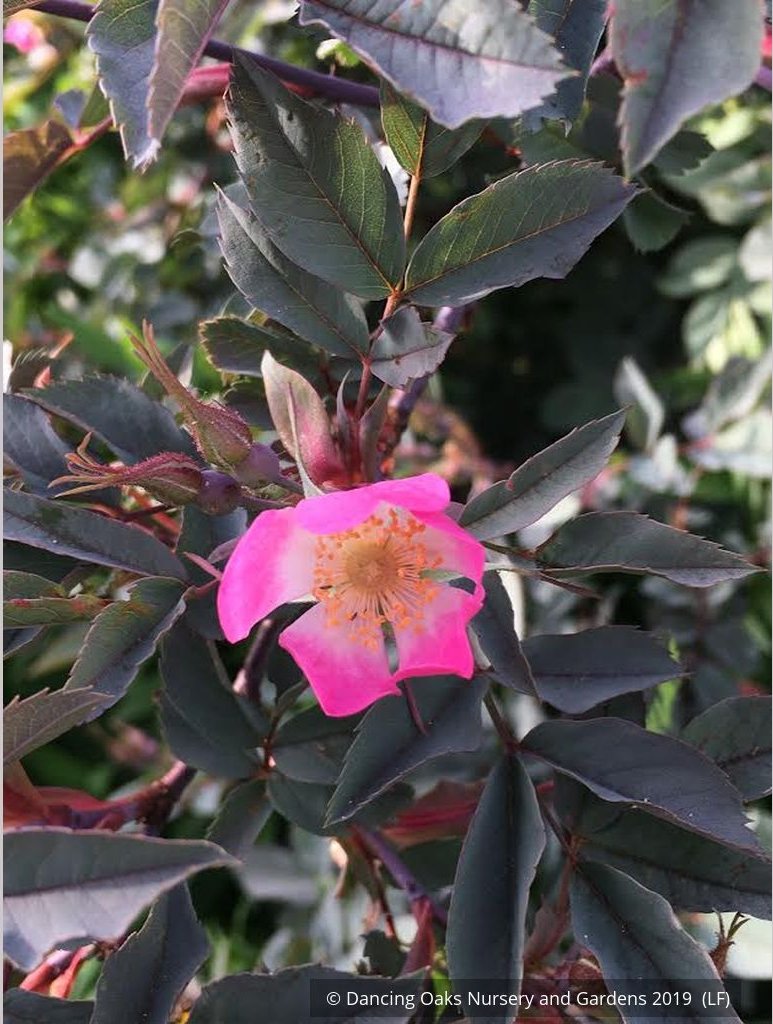 Shrubs ~ Rosa rubrifolia (syn. Rosa glauca), Redleaf Shrub Rose ~ Dancing Oaks Nursery and Gardens ~ Retail Nursery ~ Mail Order Nursery